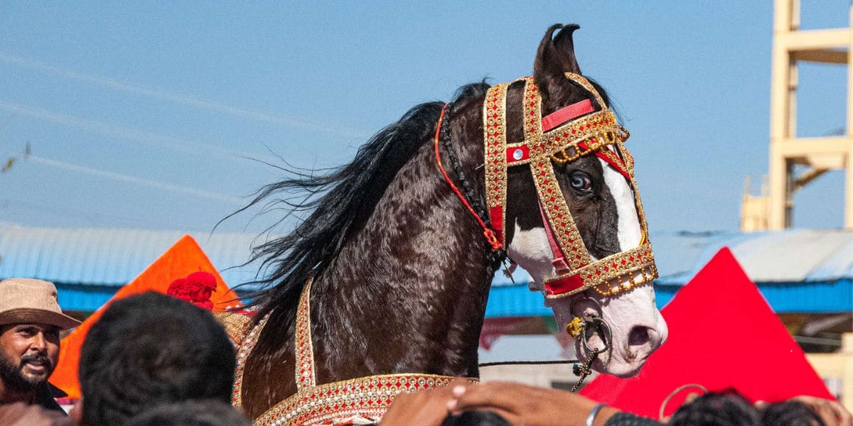 Pushkar Fair Rajasthan Pushkar Fair Rajasthan