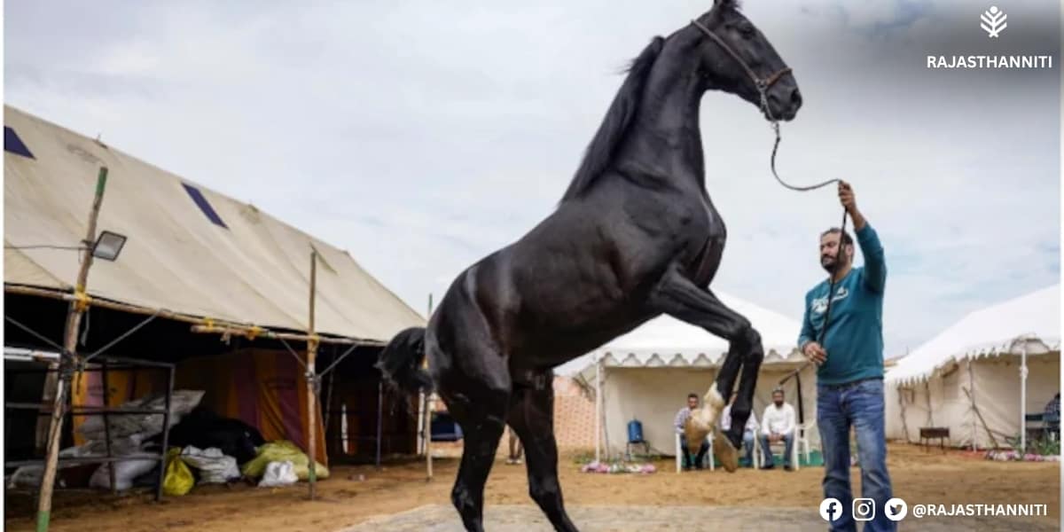 phushkar mela 2025 phushkar mela 2025