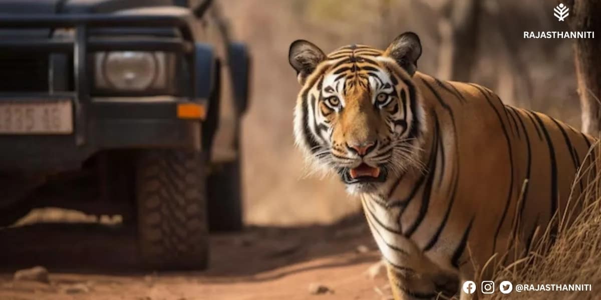 Nahargarh Tiger Safari